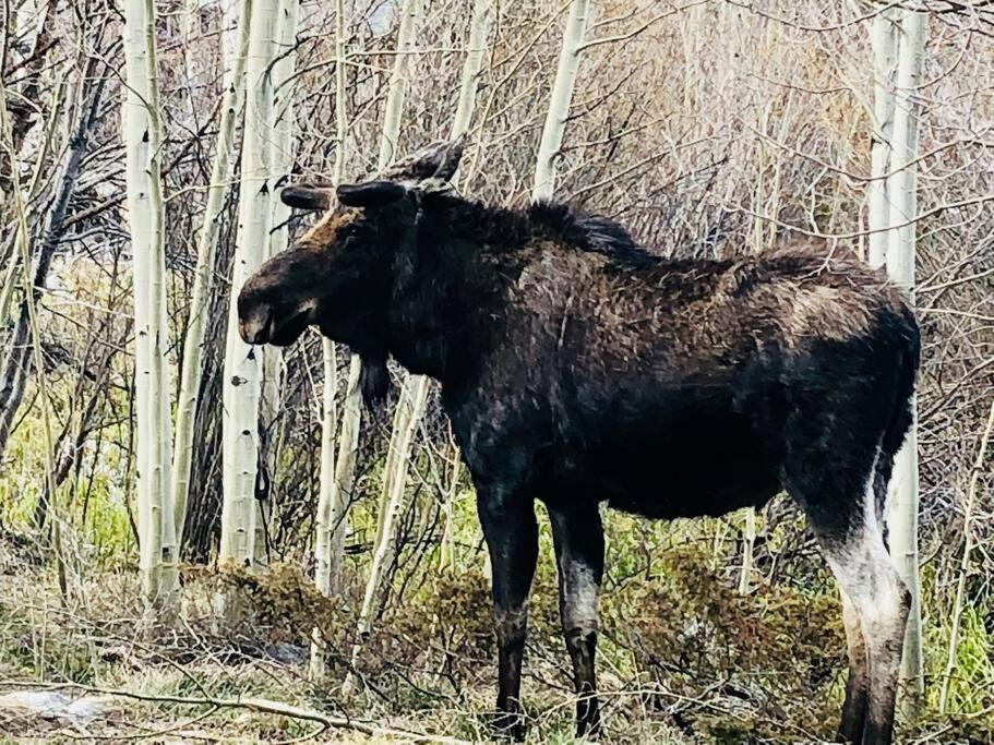 Boulder Best City And Nature With Lake And Trails Pets Ok Екстер'єр фото